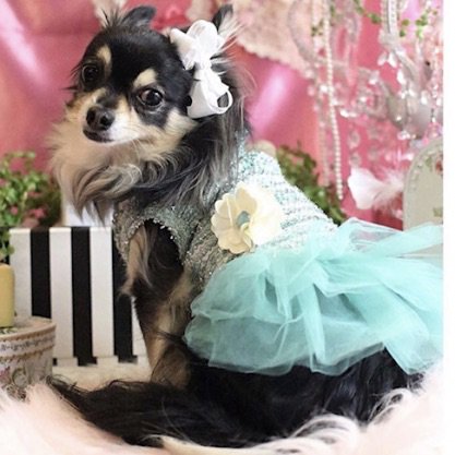 【即納】DULCE VERDE | 犬服/オールシーズン/ドレス