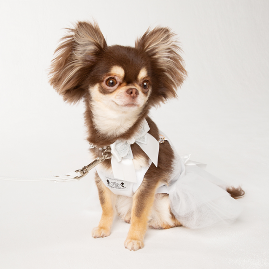 【即納】EM15 WHITE | 犬服/オールシーズン/首輪