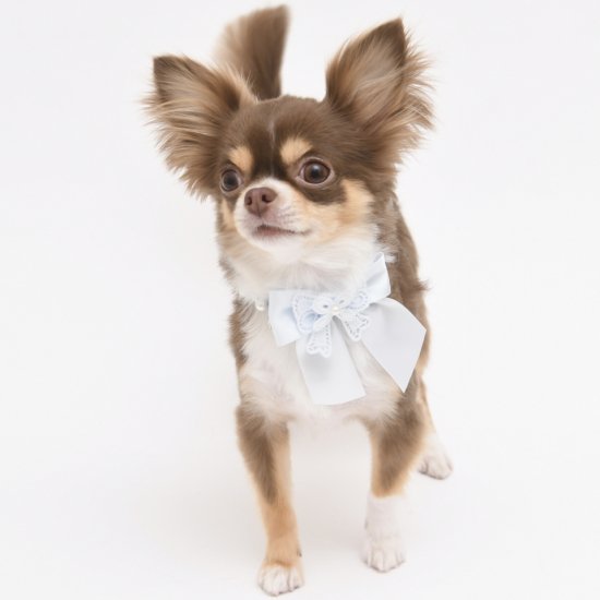 【即納】FLUTUR 47 | 犬服/オールシーズン/首輪