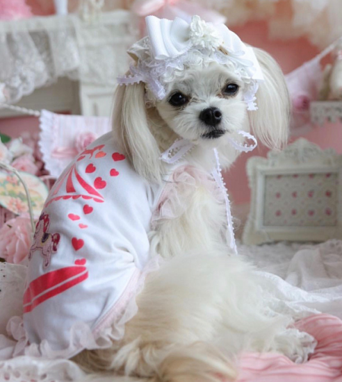 【即納】GIUDITTA BIANCO | 犬服/春夏/Tシャツ