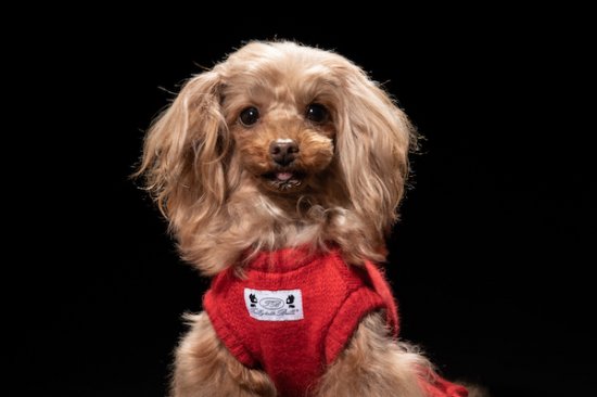 【即納】LAYLA ROSSO | 犬服/秋冬/ドレス