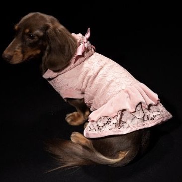 【即納】MADELYN ROSA | 犬服/秋冬/上着