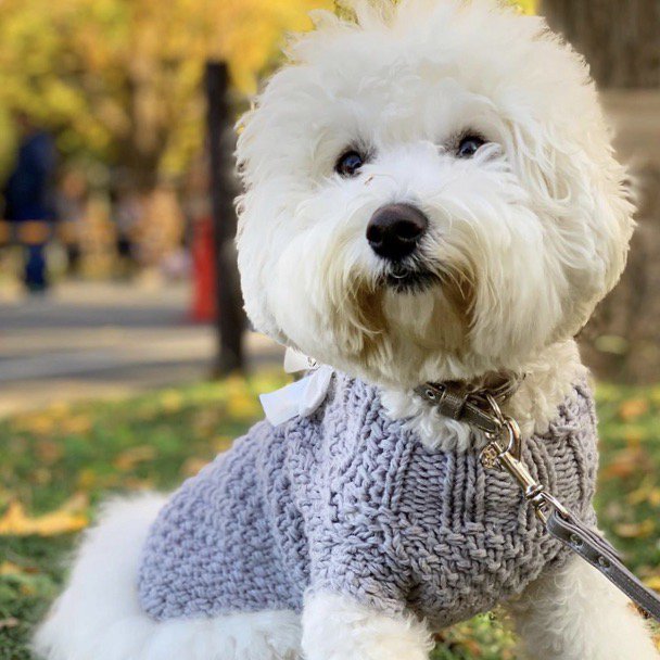 【即納】MARLEY GRIGIO(-sizeM) | 犬服/秋冬/セーター