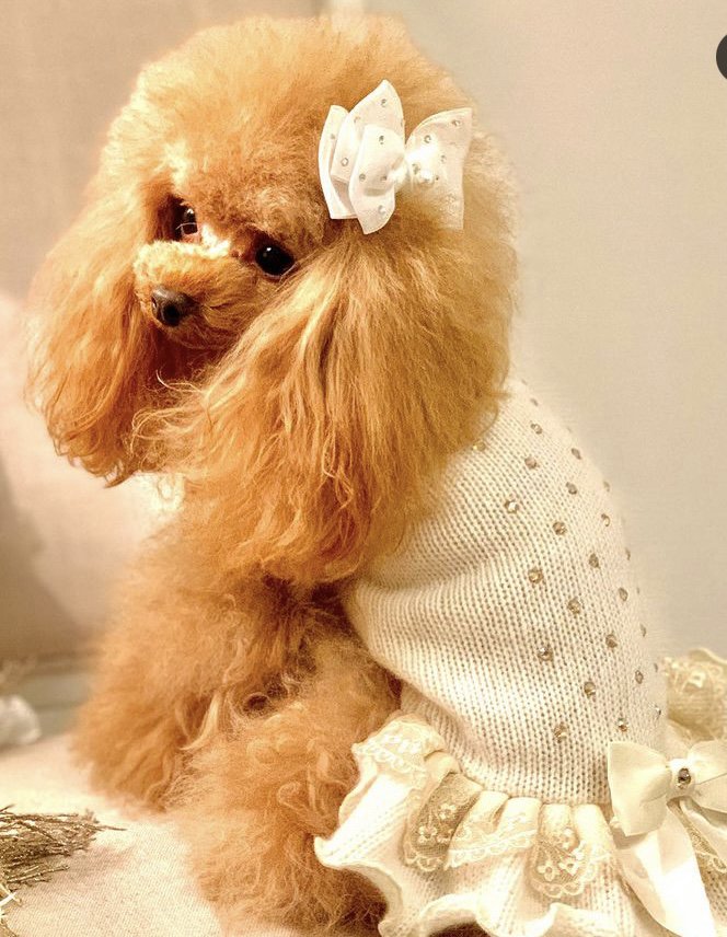 【即納】RILEY IVORY | 犬服/秋冬/ドレス